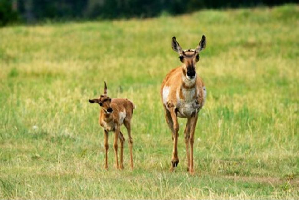 Jackson: Grand Teton National Park Guided Wildlife Tour - Getting There: Home Ranch Parking Lot and Jackson Hole Transfers
