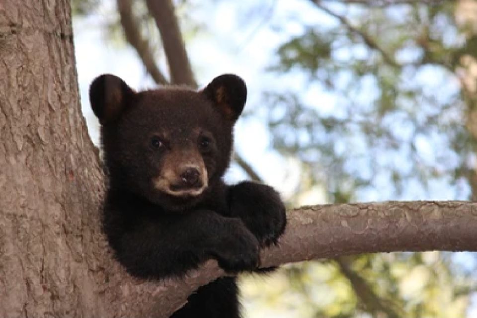 Jackson: Grand Teton National Park Guided Wildlife Tour - How the Wildlife-Spotting Stops Actually Work