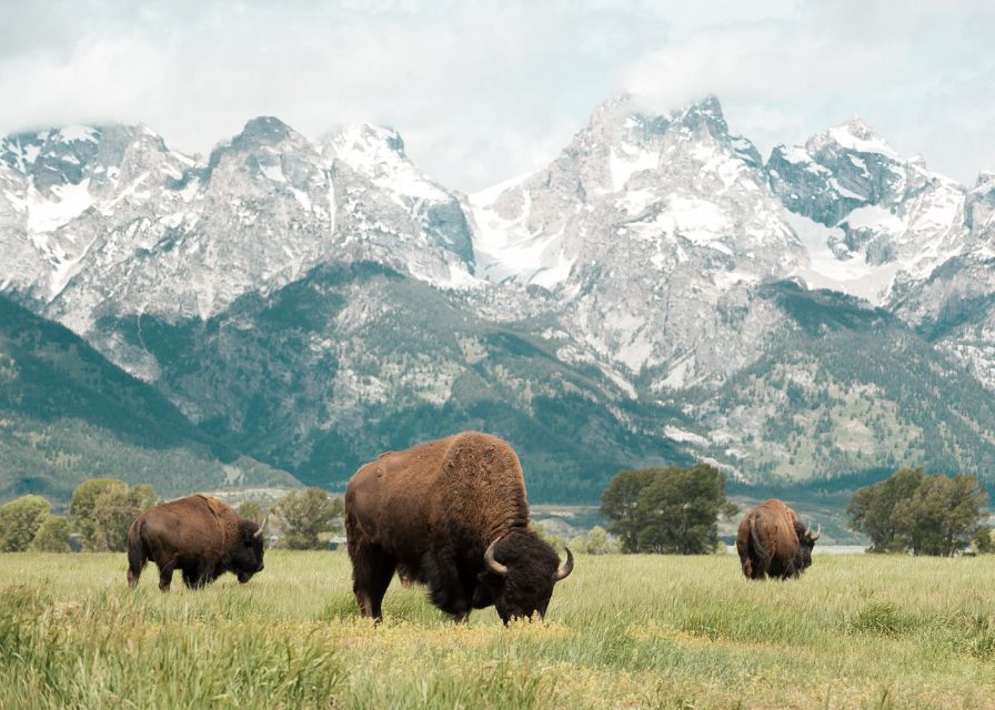 Jackson: Grand Teton National Park Guided Wildlife Tour - Binoculars and Spotting Scopes: Using Them Without Fuss