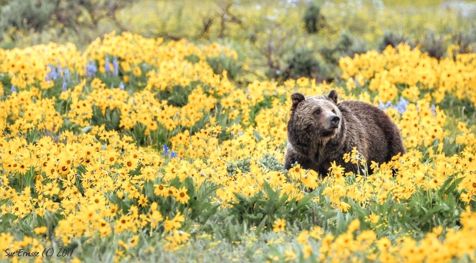 Jackson: Grand Teton National Park Guided Wildlife Tour - Naturalist Guide Explanations That Make the Park Click