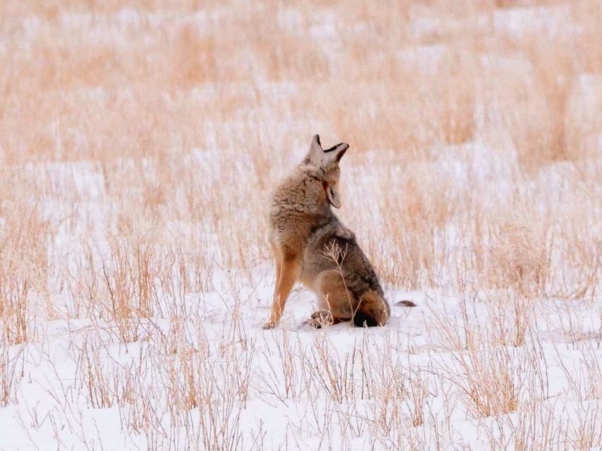 Jackson: Grand Teton National Park Guided Wildlife Tour - What the $159 Gets You (and Where the Extras Are)