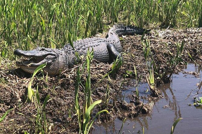 Jean Lafitte 90-Minute Swamp and Bayou Boat Tour - Key things to know before you go