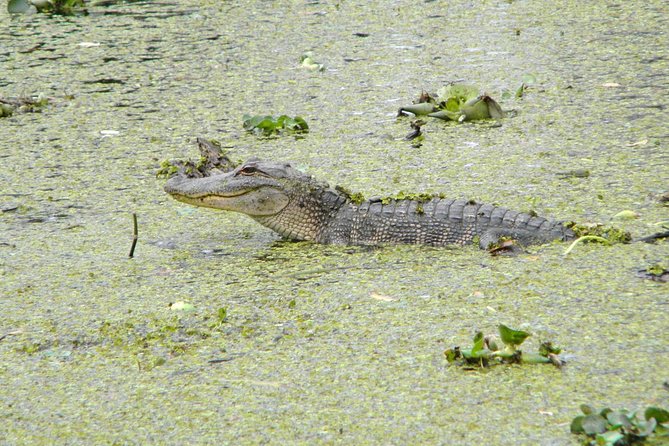Jean Lafitte 90-Minute Swamp and Bayou Boat Tour - Why Jean Lafitte Swamp Tours Feel Different From the Big-Day Excursions