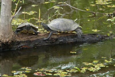 Jean Lafitte 90-Minute Swamp and Bayou Boat Tour - Price and Time: What $32 Buys You (and Why the 90-Minute Ride Matters)