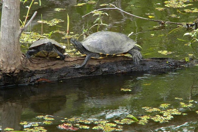 Jean Lafitte 90-Minute Swamp and Bayou Boat Tour - Price and Time: What $32 Buys You (and Why the 90-Minute Ride Matters)