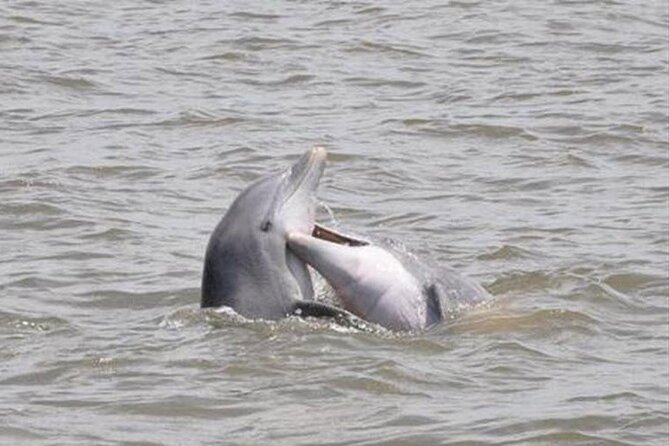 Jekyll Island Dolphin Tours - Key Highlights at a Glance