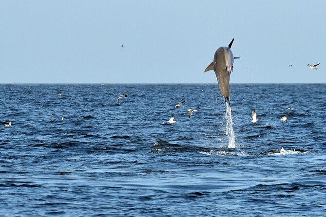 Jekyll Island Dolphin Tours - A Jekyll Island Dolphin Tour That’s All About Watching Closely