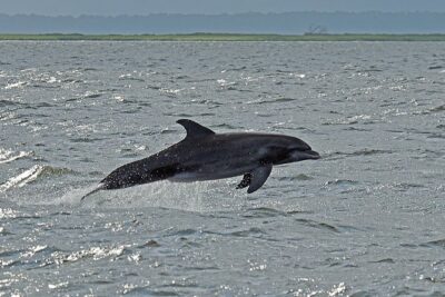 Jekyll Island Dolphin Tours - Cruising the Jekyll Island Waters Where Dolphins Actually Hang Out
