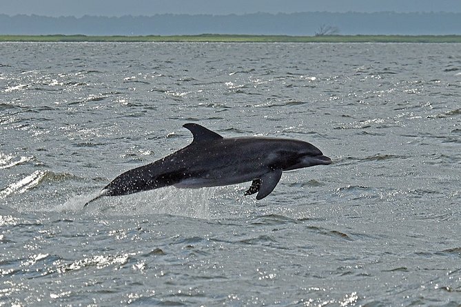 Jekyll Island Dolphin Tours - Cruising the Jekyll Island Waters Where Dolphins Actually Hang Out
