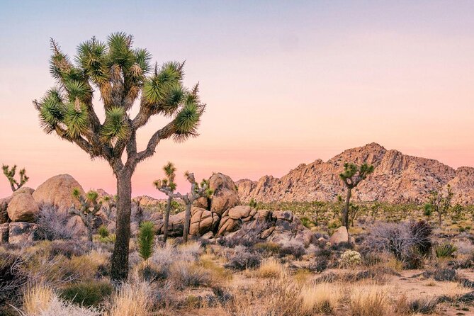 Joshua Tree National Park Self-Guided Driving Audio Tour - Key Things You’ll Actually Use