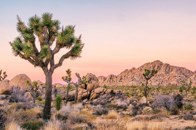 Joshua Tree National Park Self-Guided Driving Audio Tour - Starting at the Joshua Tree Visitor Center: Set Your Bearings Fast