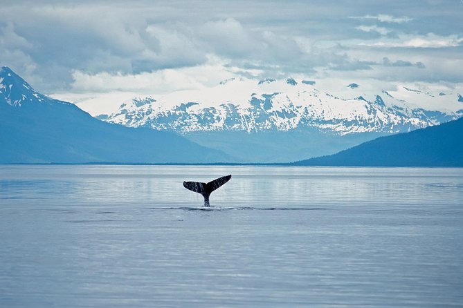 Juneau Wildlife Whale Watching - Juneau in one package: Mendenhall, then whales from Auke Bay