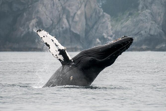 Juneau Wildlife Whale Watching - Heated cabins and outdoor decks: your comfort plan for Juneau weather