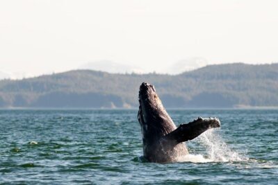 Juneau Wildlife Whale Watching - The 3.5-hour format that works on a cruise day