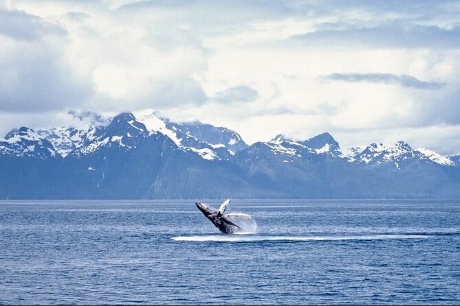 Juneau Wildlife Whale Watching - What about orcas, porpoises, and the “extra animals” factor?