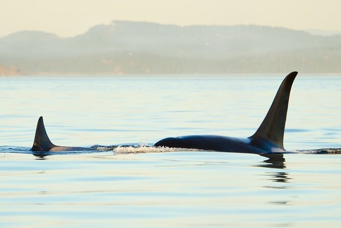 Juneau Wildlife Whale Watching & Mendenhall Glacier - A tight 4.5 hours that still feels like two real outings