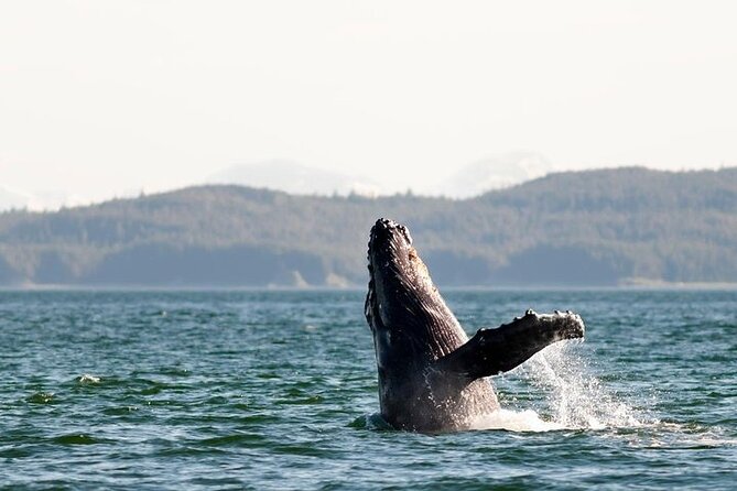 Juneau Wildlife Whale Watching & Mendenhall Glacier - Transfers that save time (and reduce stress on cruise days)