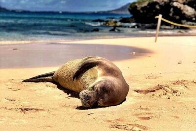 Kailua Bay, Oahu: Epic Kayak and Snorkel to Islands - Stop-by-stop: how the day is paced and what each place is for