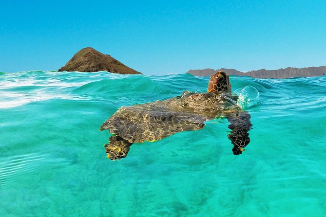 Kailua Bay, Oahu: Epic Kayak and Snorkel to Islands - Price and value: what $114.58 buys you