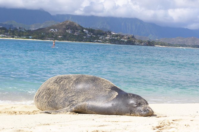 Kailua Bay, Oahu: Epic Kayak and Snorkel to Islands - The bottom line: should you book Kailua Bay for this kayak and snorkel day?