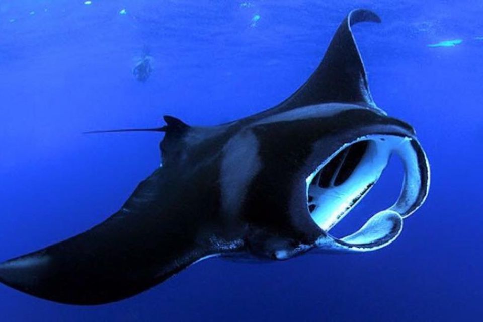 Kailua Kona: Night Manta Ray Adventure on the Big Island - From Kona to the manta sight: timing, boat ride feel, and comfort tips