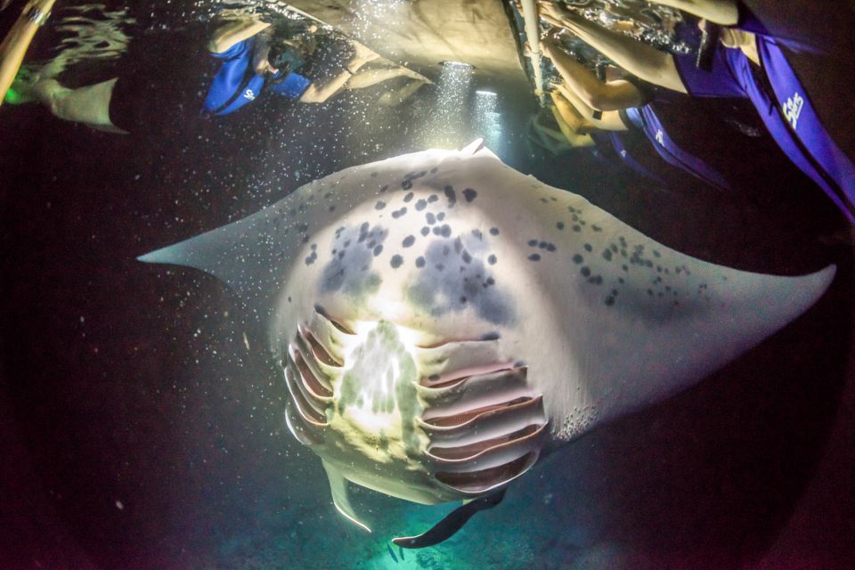 Kailua Kona: Night Manta Ray Adventure on the Big Island - Gear and guidance: how you snorkel without feeling overwhelmed