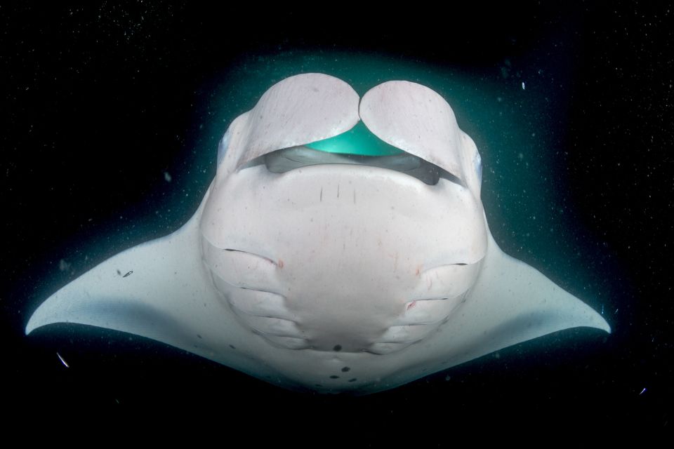 Kailua Kona: Night Manta Ray Adventure on the Big Island - What you’ll actually see: close-ups, feeding behavior, and the “wow” factor