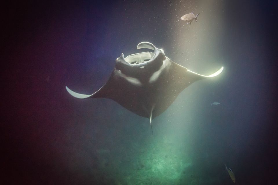 Kailua Kona: Night Manta Ray Adventure on the Big Island - Ride along option: a good choice if snorkeling isn’t your thing