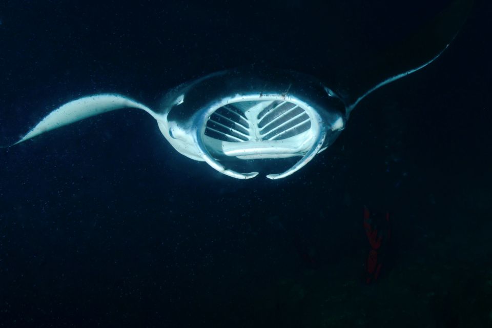 Kailua Kona: Night Manta Ray Adventure on the Big Island - Price and value: why $121 can make sense here