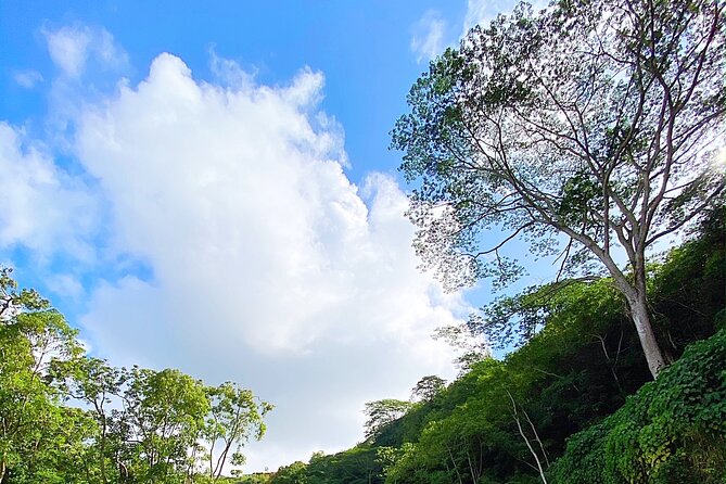 Kauai Adventure: Kayak & Hike to Secret Falls with Expert Guide - What the Guide Adds: Stories, Wildlife, and Safety