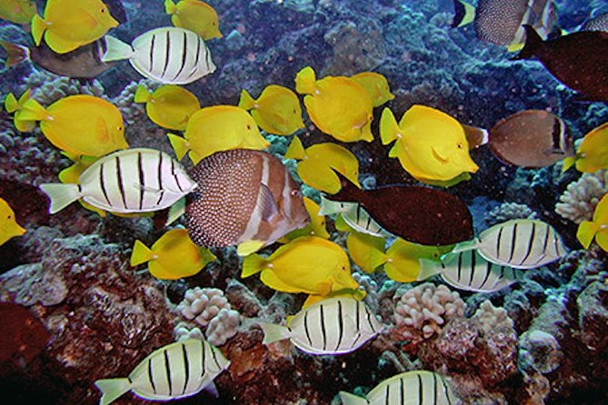 Kauai’s Ultimate Guided Shore Snorkel in South Poipu - The 2-Hour Flow: Check-In, Safety Briefing, Then Reef Time