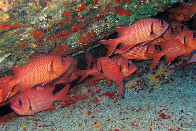 Kauai’s Ultimate Guided Shore Snorkel in South Poipu - Your Guide and the Small-Group Advantage (Yes, That Really Matters)