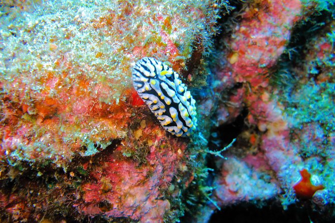 Kauai’s Ultimate Guided Shore Snorkel in South Poipu - Marine Life Etiquette: Spotting Animals Without Stressing Them