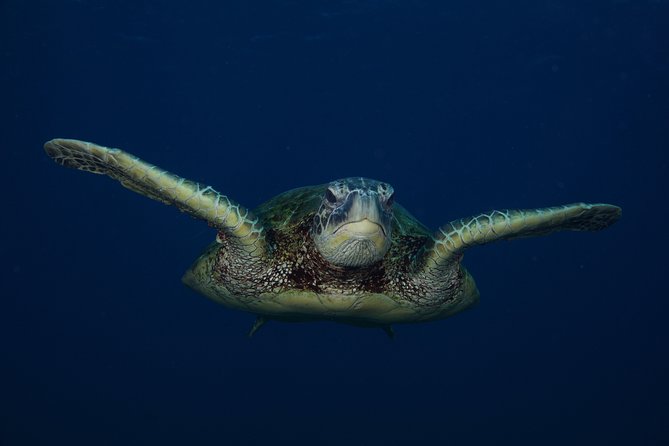 Kauai’s Ultimate Guided Shore Snorkel in South Poipu - Snacks, Water, and the Comfort Stuff That Makes Snorkeling Easier