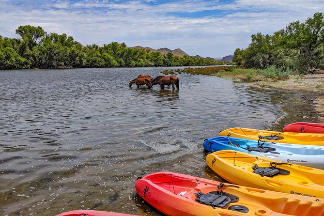 Kayaking the Salt River Foxtail Trip - Wildlife and Views: Why This River Float Feels Different Than a Pool Party