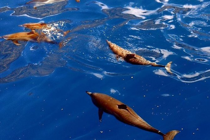 Kealakekua Bay (Captain Cook Monument) Snorkel and Sail Adventure - What the crew teaches you underwater (and why it’s not fluff)