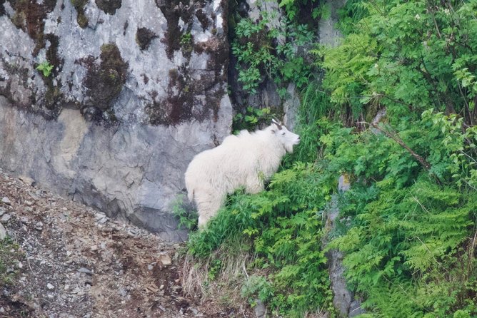 Kenai Fjords and Resurrection Bay Half-Day Wildlife Cruise - Key Things You’ll Notice on This Cruise