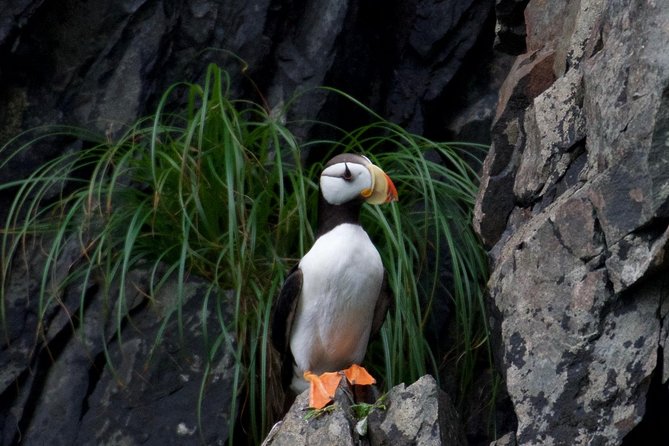 Kenai Fjords and Resurrection Bay Half-Day Wildlife Cruise - Wildlife you can target: whales, otters, porpoises, eagles, and mountain goats