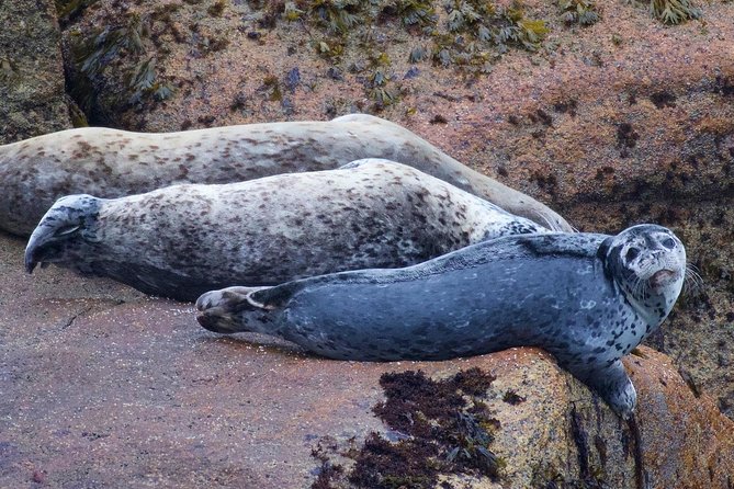 Kenai Fjords and Resurrection Bay Half-Day Wildlife Cruise - Boat comfort, binoculars, and the onboard extras that help