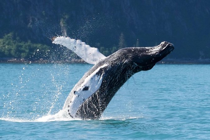 Kenai Fjords and Resurrection Bay Half-Day Wildlife Cruise - Weather, sea conditions, and how to dress for real Alaska