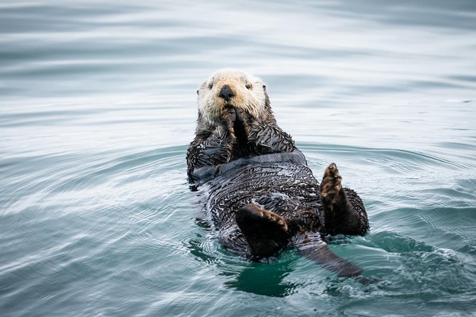 Kenai Fjords National Park Glacier & Wildlife Cruise - Key points to know before you go