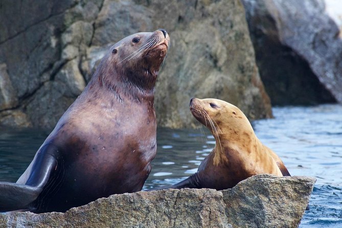 Kenai Fjords National Park Glacier & Wildlife Cruise - Heated cabin, reserved seats, and your motion-sickness prep