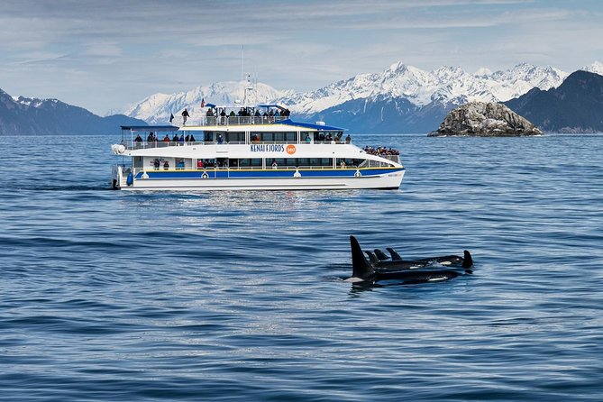 Kenai Fjords National Park Glacier & Wildlife Cruise - Resurrection Bay and the geology talk you’ll actually use
