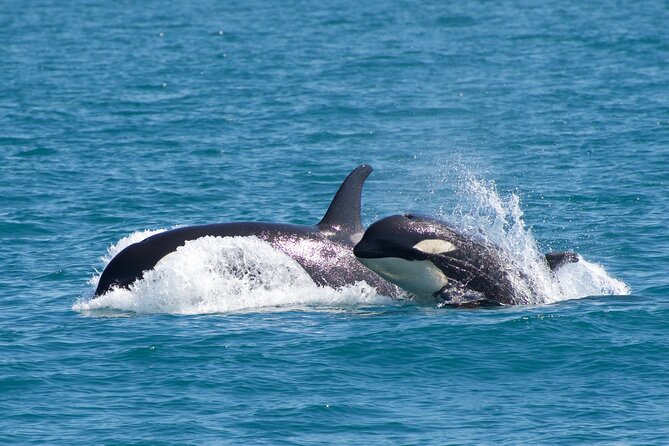 Kenai Fjords National Park Glacier & Wildlife Cruise - Lunch on the water: simple, included, and mostly satisfying