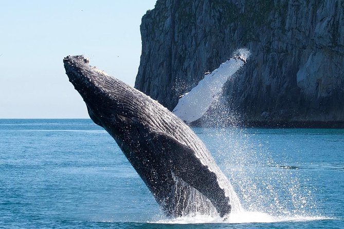 Kenai Fjords National Park Glacier & Wildlife Cruise - Dressing for Kenai Fjords: layers beat luck