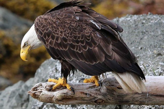 Ketchikan All In One - Salmon ladder to totem poles: why this route makes sense