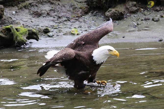 Ketchikan All In One - The Saxman totem stop: what you should actually pay attention to