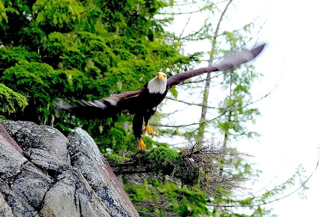 Ketchikan Electric Bike and Rain Forest Hike Ecotour - Meeting Points and Timing: How to Avoid the Usual Cruise Day Stress