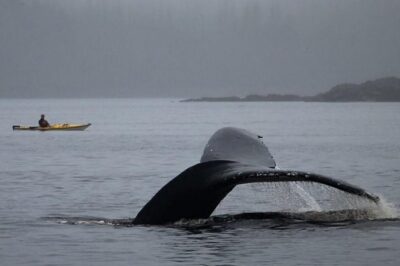 Ketchikan Kayak Eco-Tour - Getting there: pickup that actually matters in Ketchikan ports