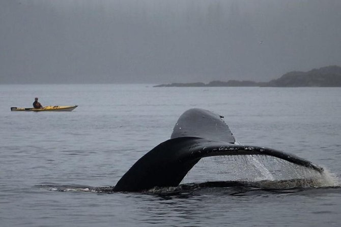 Ketchikan Kayak Eco-Tour - Getting there: pickup that actually matters in Ketchikan ports